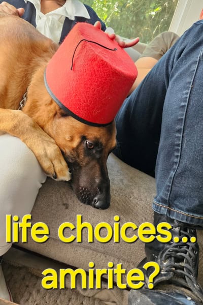 dog with fez looking solemnly at the floor. the caption says "life choices... am i right?"