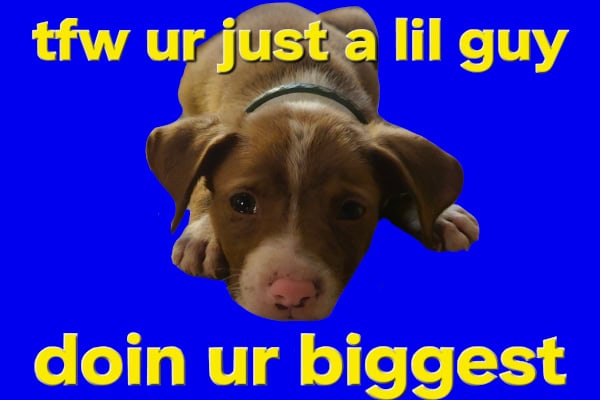 very young puppy laying down looking t the camera with sad puppy eyes. the caption says "tfw ur just a lil guy doin ur biggest"