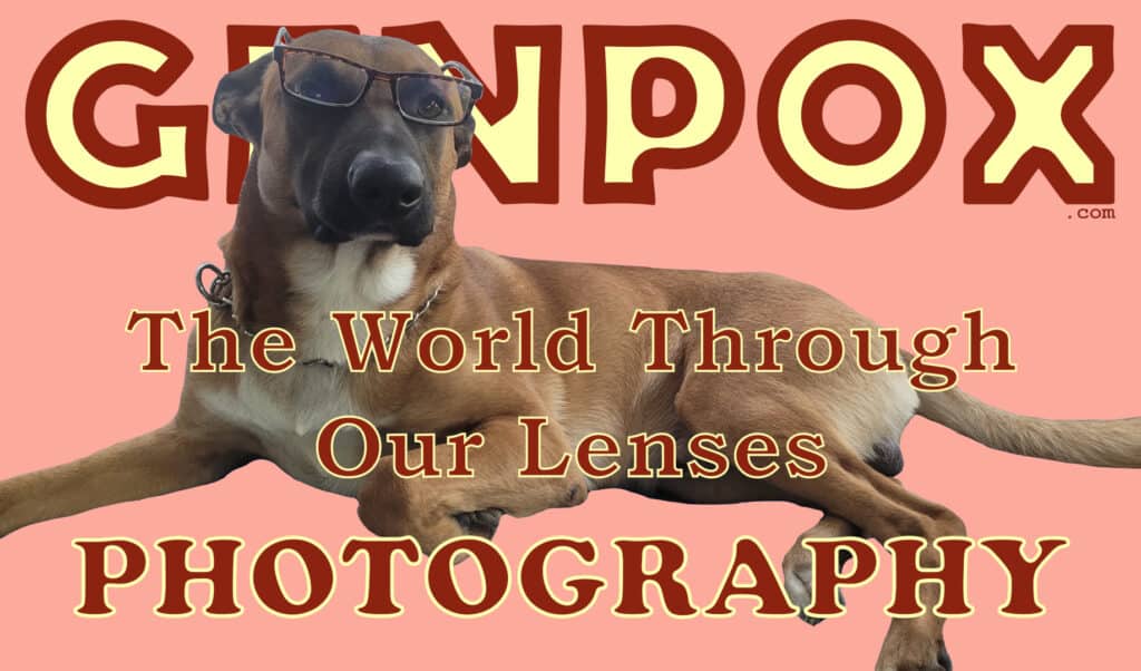 rose background with GENPOX.com at the top in big block letters. in the foreground is a dog laying down with its head up and wearing reading glasses. across it are the words: The World Through Our Lenses: Photography