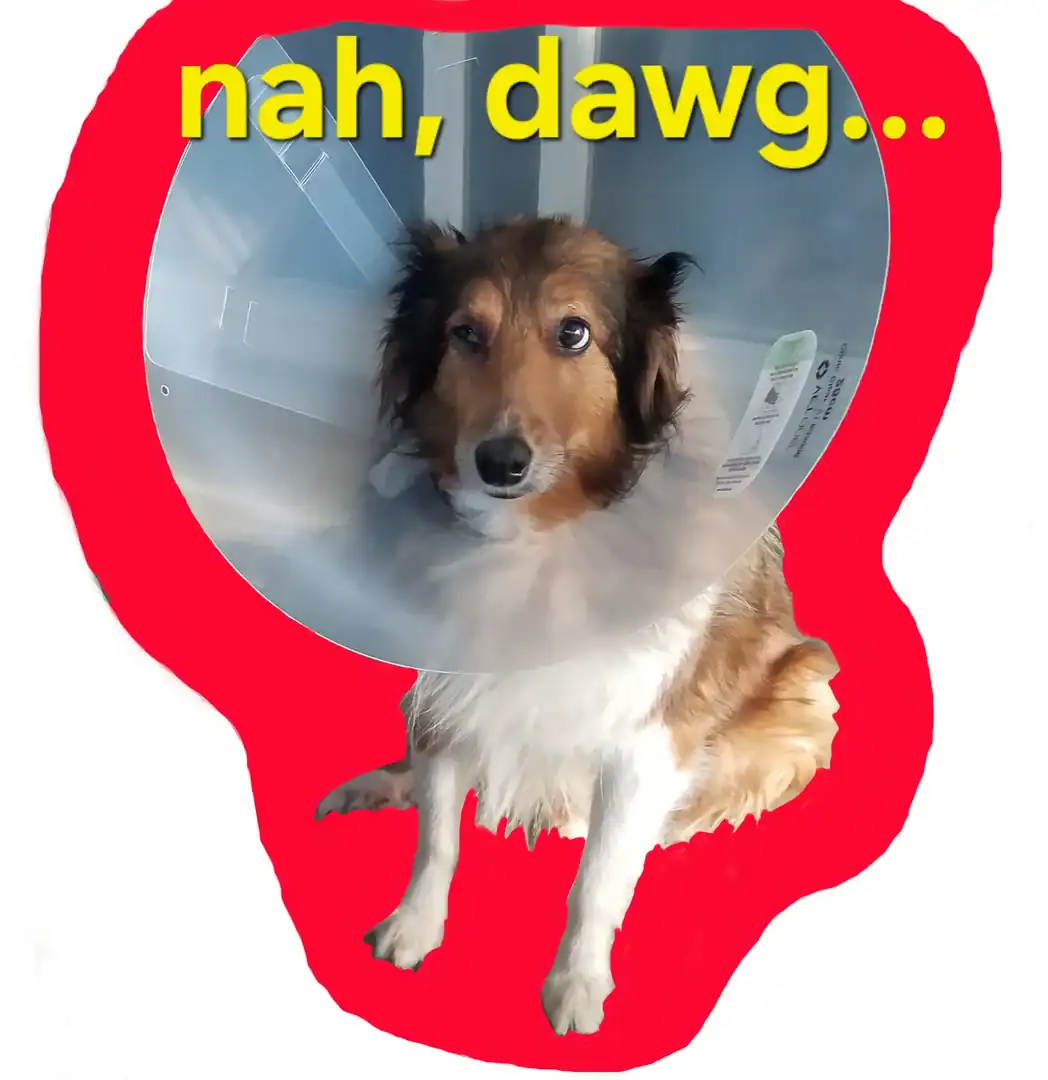 Sheltie sitting looking up not quite at the camera. He has one lazy eye and is wearing a dog-from-mars cone. it's captioned with the words "nah, dawg..."